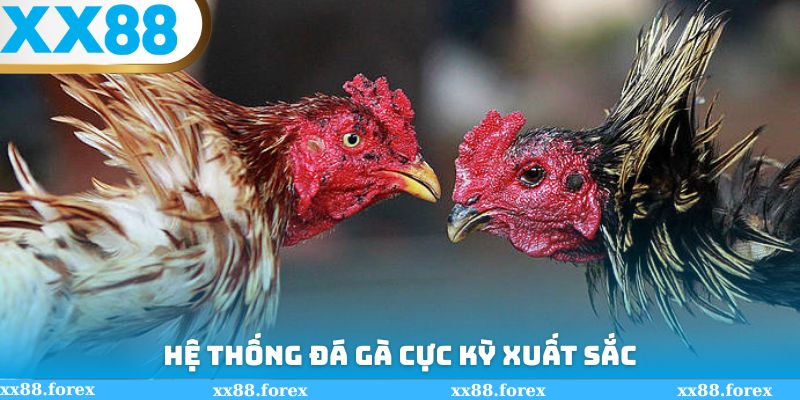 Hệ thống đá gà cực kỳ xuất sắc